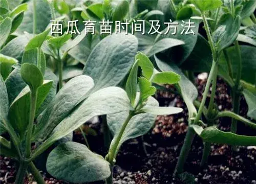 西瓜什么时间育苗最好？育苗办法介绍；