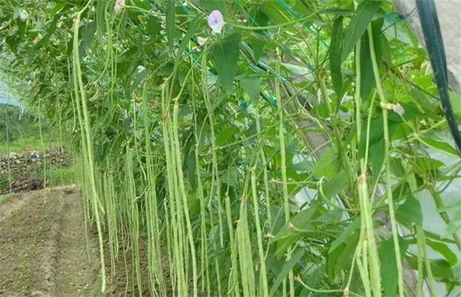 豆角疯长的 因素及防治和治疗办法