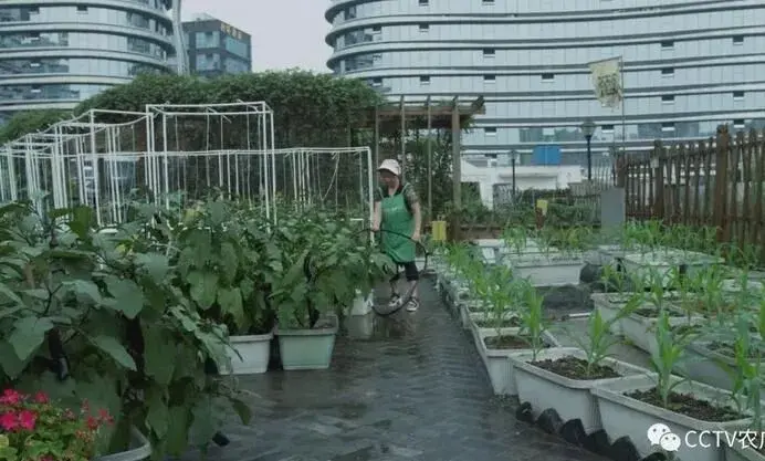 成都阳晴楼顶景观农场，悬在空中的财富！