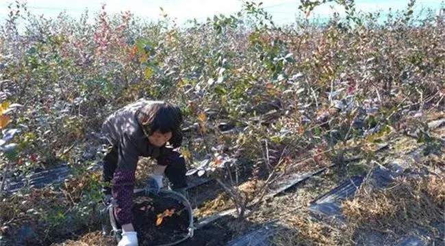 蓝莓施肥技术