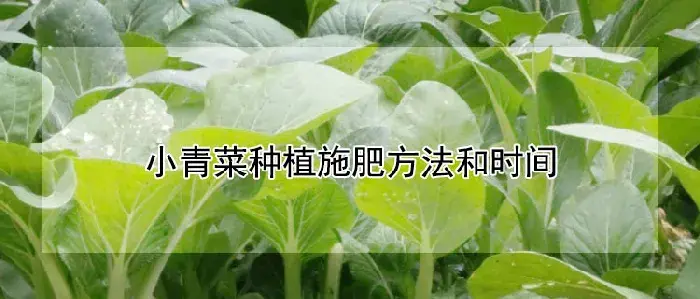 小青菜种植施肥方法和时间