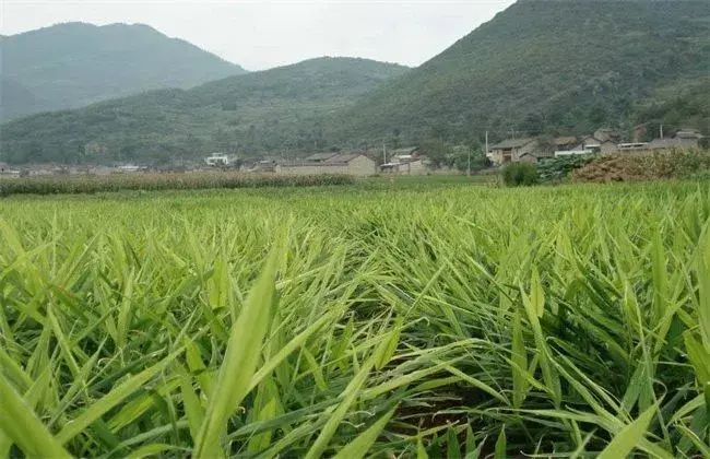 生姜膨大期的管理要点