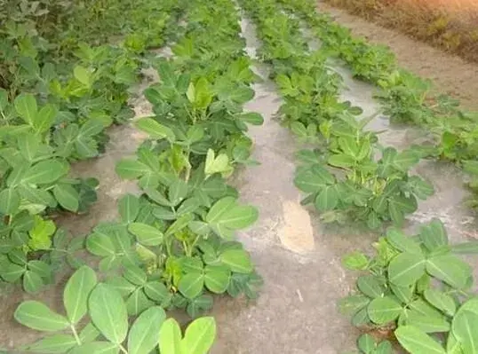 雨后花生管理要重点堤防这些问题