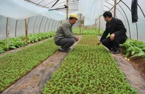 棚室春茬蔬菜育苗订植要小心什么