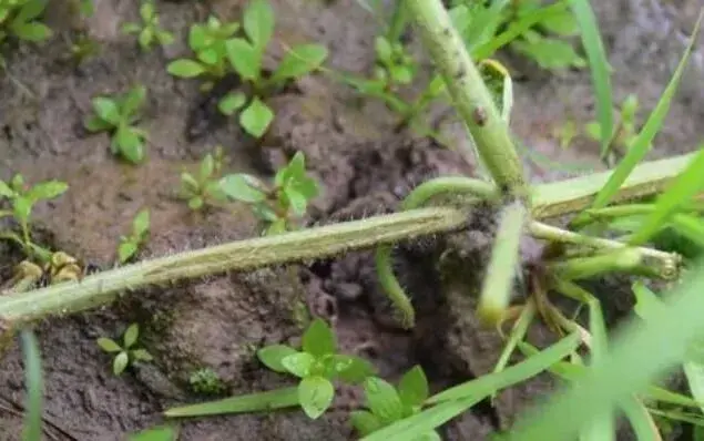 蔬菜重要病害防治和治疗技术