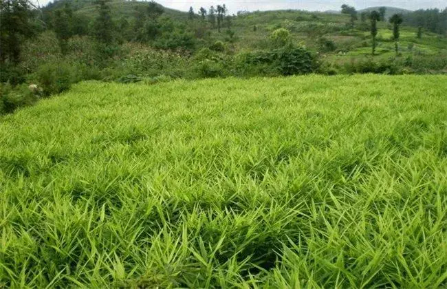 生姜高产的田间管理技术