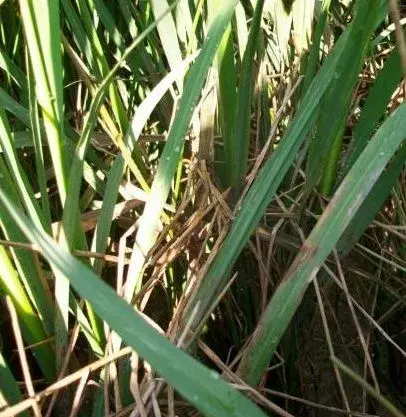 野荸荠的生长发育环境及繁殖特点