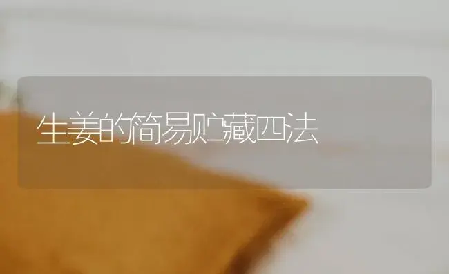 生姜的简易贮藏四法 | 蔬菜种植