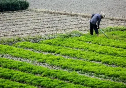 今年究竟种什么品种比较赚钱？辣椒、红薯、大豆还是白芷、白芨？