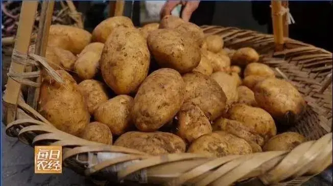 [每日农经]河北沽源土豆成了金豆豆