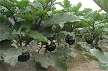 茄子种植再生法