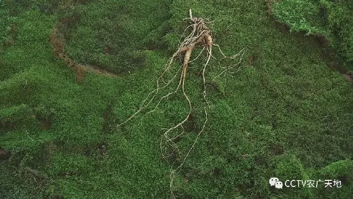 野山参的繁衍护育技术