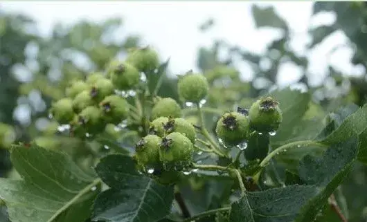 夏天果树管理要抗旱,也要防旱涝急转