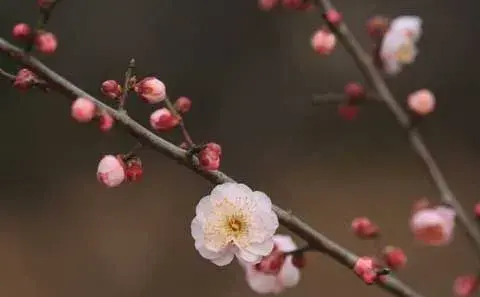 梅花的栽培及管理技术