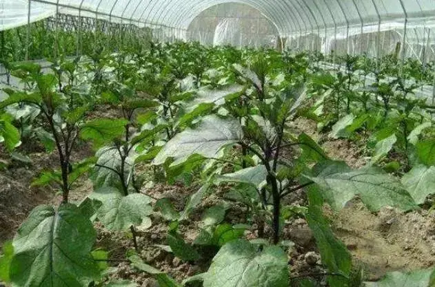 茄子春提早种植技术