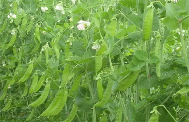 荷兰豆栽培的小心事项