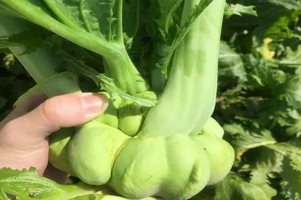 榨菜适合什么地方种植？有哪些栽培要点？