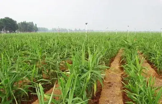 生姜种植病虫害防治指南