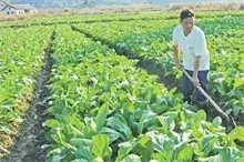 油青早菜心种植技术