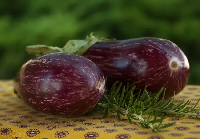 露地茄子受淹怎么办？夏季怎么管理？怎样种植产量高？