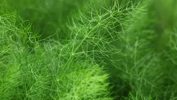 茴香的种植方法和时间，春秋两季播种，注意种子的处理及施肥