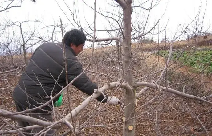 苹果树体结构紊乱，调解修剪有手法！