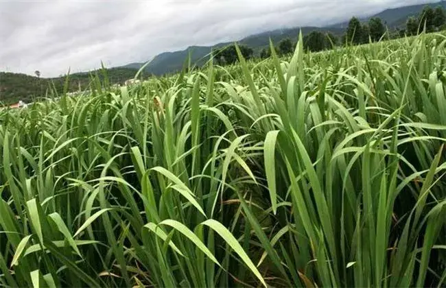 茭白的田间管理