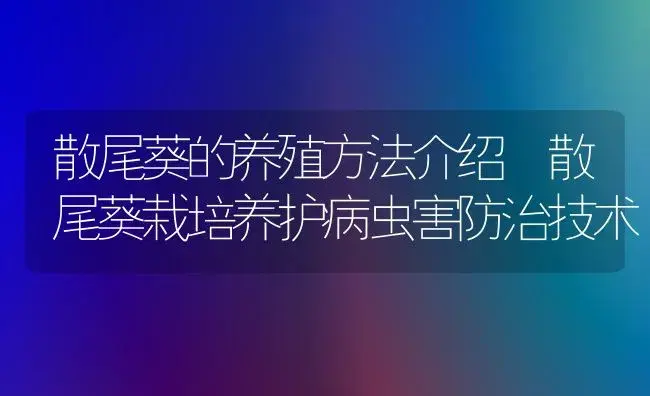 散尾葵的养殖方法介绍 散尾葵栽培养护病虫害防治技术 | 植物病虫害