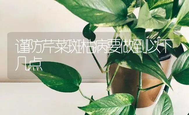 谨防芹菜斑枯病要做到以下几点 | 蔬菜种植