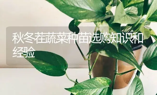 秋冬茬蔬菜种苗选购知识和经验 | 蔬菜种植