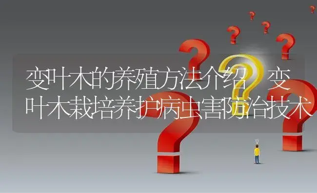 变叶木的养殖方法介绍 变叶木栽培养护病虫害防治技术 | 植物病虫害