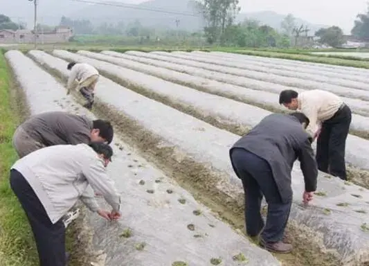 花生的需肥特性和花生追施肥措施