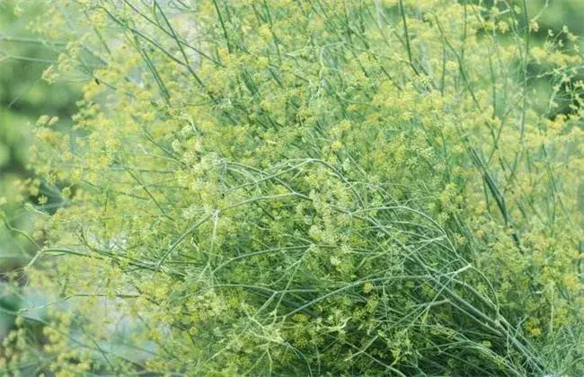 小茴香高产种植技术