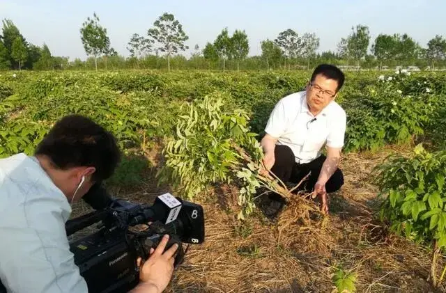 菏泽邓松林栽培油用牡丹“榨”出牡丹财！