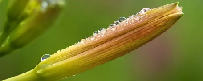 黄花菜别称