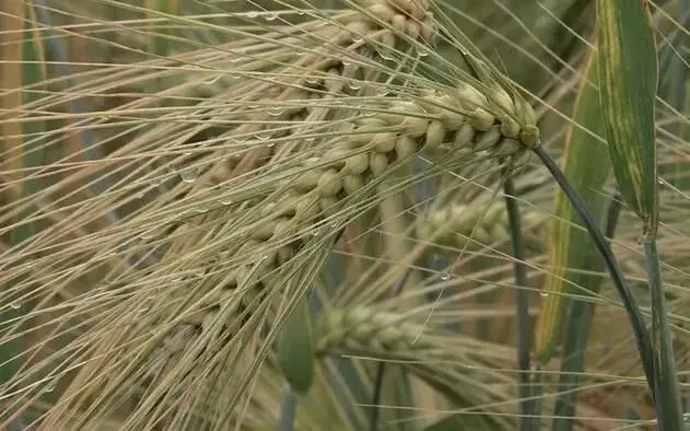 冬青18号青稞种植技术