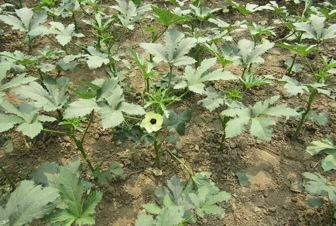 黄秋葵露地种植技术