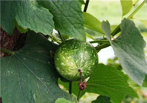 吊瓜（栝楼）种植技术收藏版！附病虫害防治问题