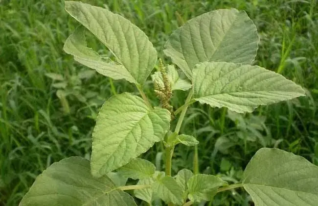 苋菜常见种植品系