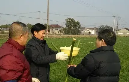 小麦白粉病症状和防治措施介绍