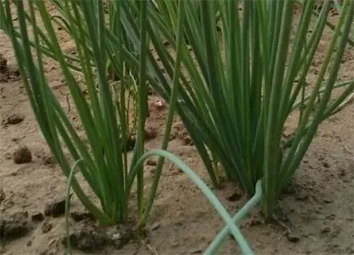 “菜中灵芝”沙葱是什么？详解种植技术！