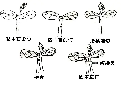 一文速懂蔬菜嫁接技术 两种工具、三个办法、四大要点全总结