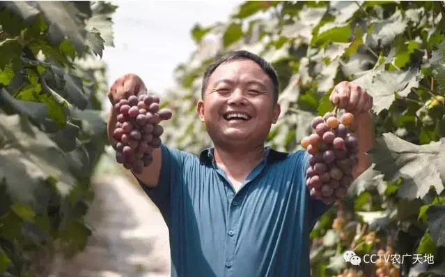 葡萄杈打得好，每亩多赚三万块！