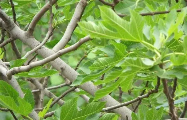 无花果环割涂药对策