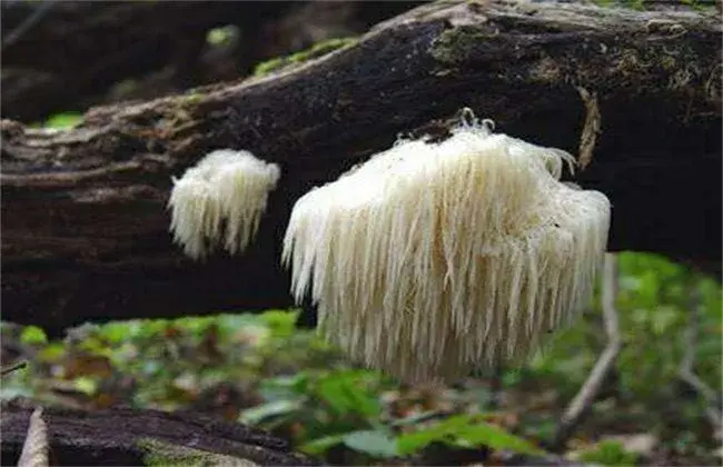 猴头菇的种植小心事项