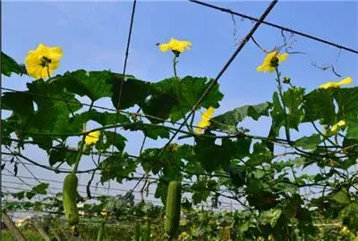 夏季种植辣椒、丝瓜、花生为什么容易死苗烂棵？怎么预防？