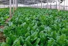 菠菜怎样施肥好