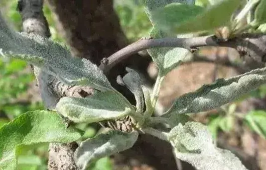 5月苹果园常见的病虫害防治方法