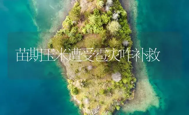 苗期玉米遭受雹灾咋补救 | 植物病虫害