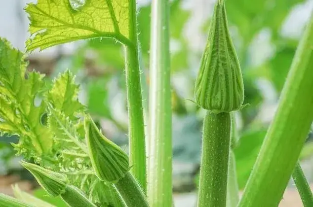 西葫芦无土种植，心叶卷缩不长怎么办？